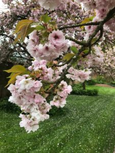 Spring at The Treehouse